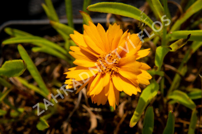 Krásnoočko velkokvěté 'Corey Single Gold ' - Coreopsis grandiflora 'Corey Single Gold '