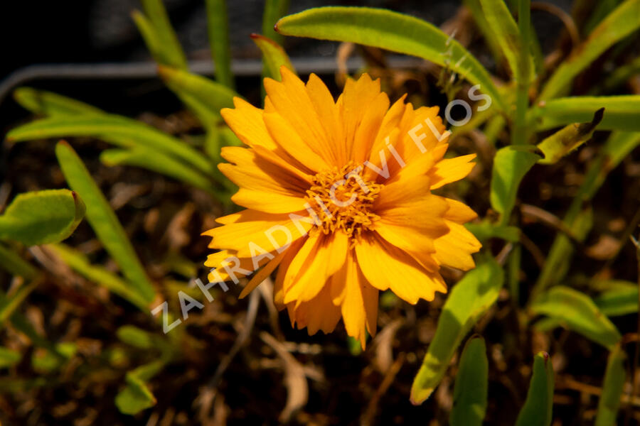 Krásnoočko velkokvěté  'Corey Single Gold ' - Coreopsis grandiflora 'Corey Single Gold '