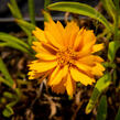 Krásnoočko velkokvěté  'Corey Single Gold ' - Coreopsis grandiflora 'Corey Single Gold '