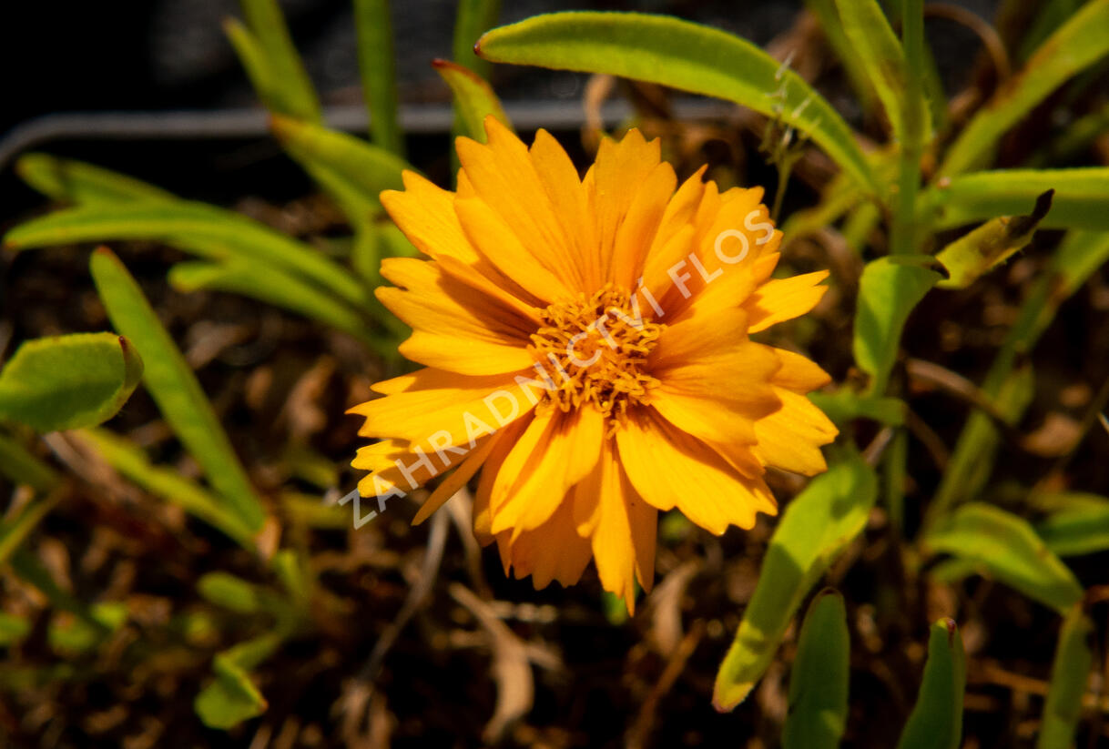 Krásnoočko velkokvěté 'Corey Single Gold' - Coreopsis grandiflora 'Corey Single Gold'