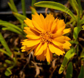 Krásnoočko velkokvěté  'Corey Single Gold ' - Coreopsis grandiflora 'Corey Single Gold '