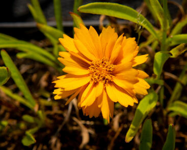 Krásnoočko velkokvěté 'Corey Single Gold'