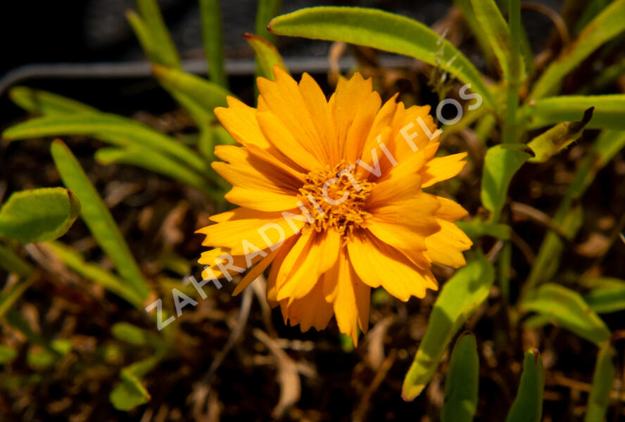 Krásnoočko velkokvěté 'Corey Single Gold' - Coreopsis grandiflora 'Corey Single Gold'