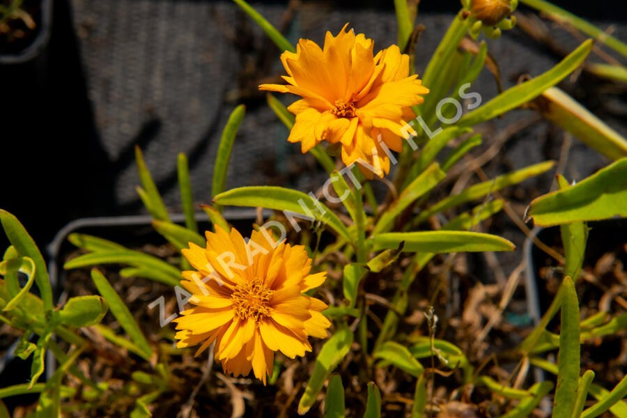 Krásnoočko velkokvěté 'Corey Single Gold ' - Coreopsis grandiflora 'Corey Single Gold '
