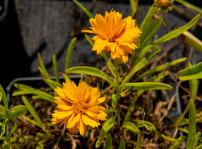 Krásnoočko velkokvěté 'Corey Single Gold' - Coreopsis grandiflora 'Corey Single Gold'