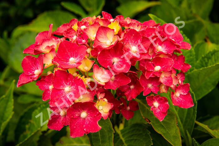 Hortenzie velkolistá 'Masja' - Hydrangea macrophylla 'Masja'