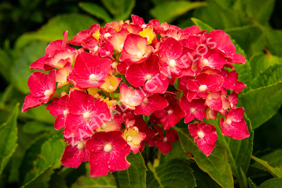 Hortenzie velkolistá 'Masja' - Hydrangea macrophylla 'Masja'