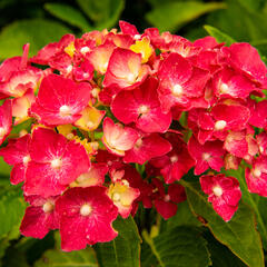 Hortenzie velkolistá 'Masja' - Hydrangea macrophylla 'Masja'