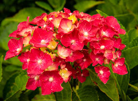 Hortenzie velkolistá 'Masja' - Hydrangea macrophylla 'Masja'