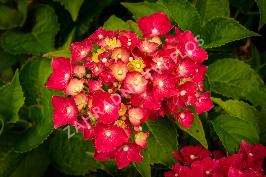 Hortenzie velkolistá 'Masja' - Hydrangea macrophylla 'Masja'