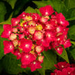 Hortenzie velkolistá 'Masja' - Hydrangea macrophylla 'Masja'