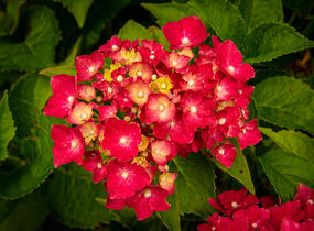 Hortenzie velkolistá 'Masja' - Hydrangea macrophylla 'Masja'