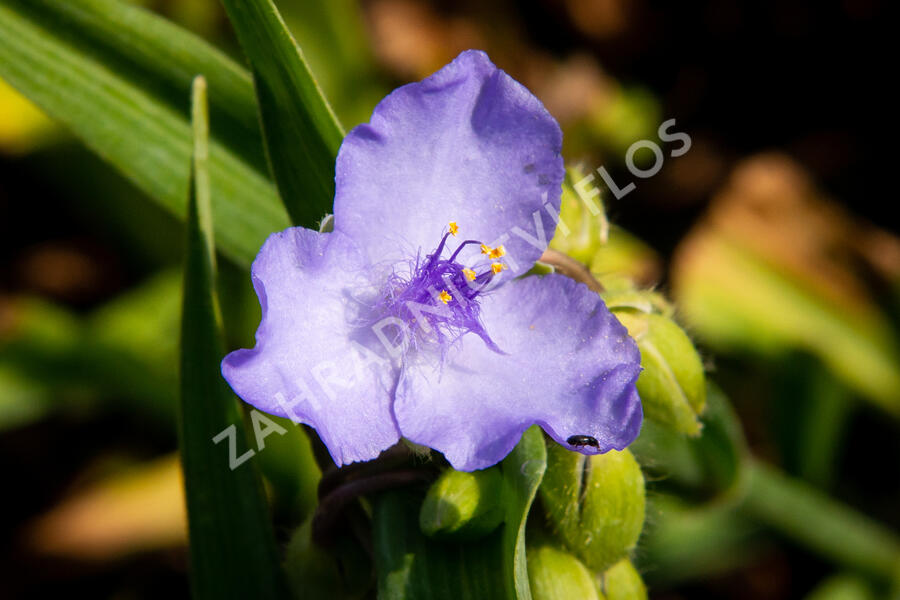 Podeňka Andersonova 'I. C. Weguelin' - Tradescantia andersoniana 'I. C. Weguelin'