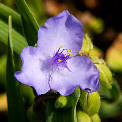 Podeňka Andersonova 'I. C. Weguelin' - Tradescantia andersoniana 'I. C. Weguelin'