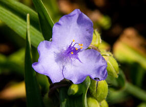 Podeňka Andersonova 'I. C. Weguelin' - Tradescantia andersoniana 'I. C. Weguelin'