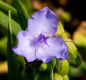 Podeňka Andersonova 'I. C. Weguelin' - Tradescantia andersoniana 'I. C. Weguelin'