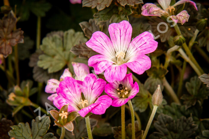 Kakost 'Orkney Cherry' - Geranium 'Orkney Cherry'