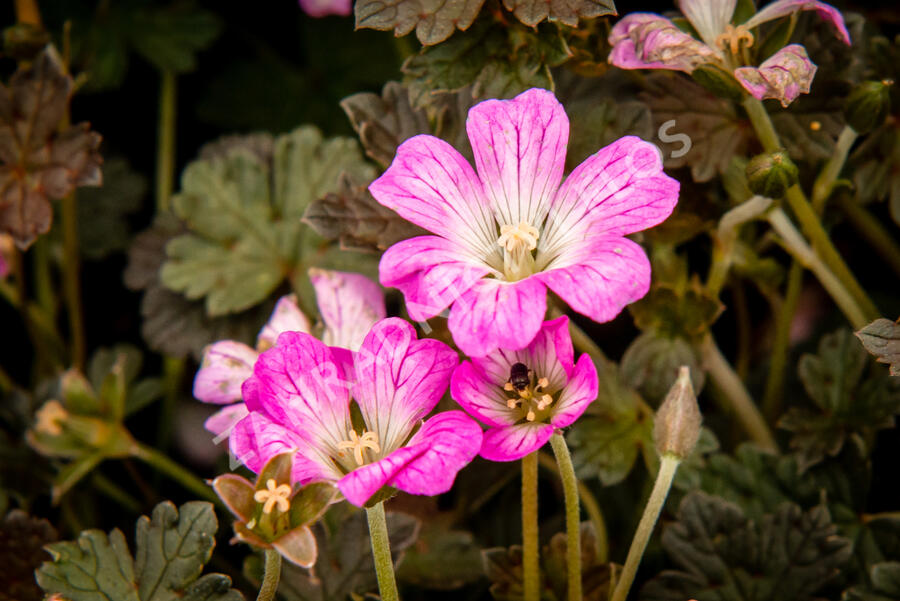 Kakost 'Orkney Cherry' - Geranium 'Orkney Cherry'
