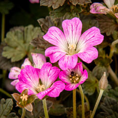 Kakost 'Orkney Cherry' - Geranium 'Orkney Cherry'