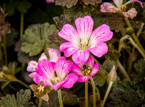 Kakost 'Orkney Cherry' - Geranium × oxonianum 'Orkney Cherry'