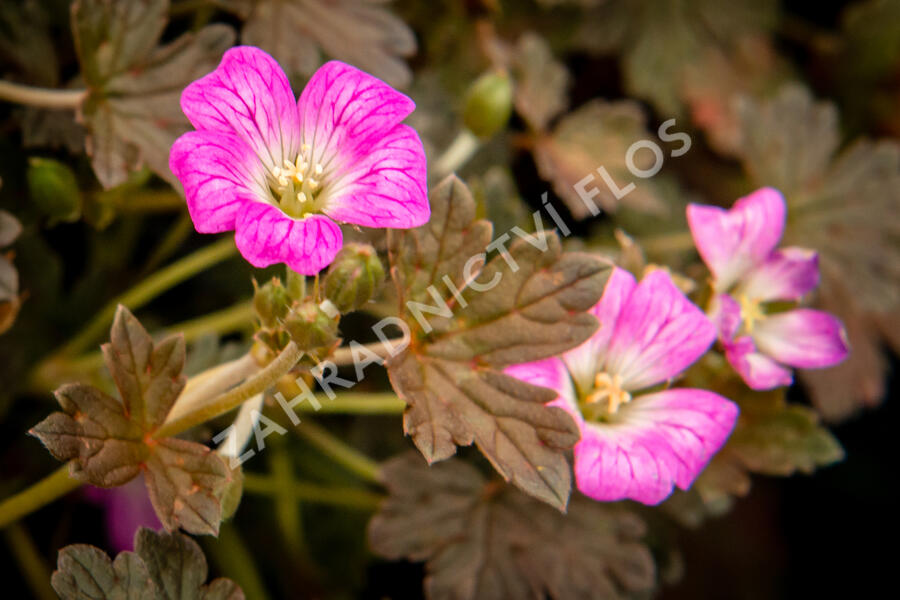 Kakost 'Orkney Cherry' - Geranium 'Orkney Cherry'
