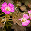 Kakost 'Orkney Cherry' - Geranium 'Orkney Cherry'