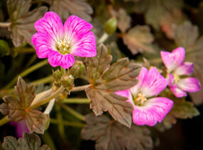 Kakost 'Orkney Cherry' - Geranium × oxonianum 'Orkney Cherry'