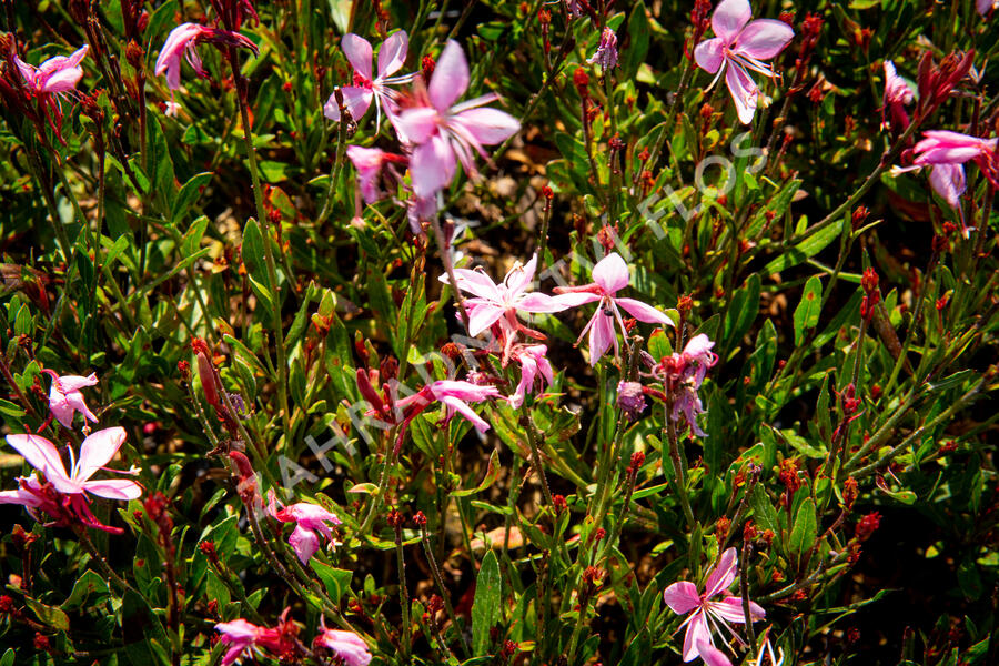 Svíčkovec 'Butterfly Appleblossom' - Gaura lindheimeri 'Butterfly Appleblossom'