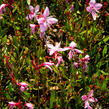 Svíčkovec 'Butterfly Appleblossom' - Gaura lindheimeri 'Butterfly Appleblossom'