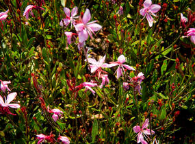 Svíčkovec 'Butterfly Appleblossom' - Gaura lindheimeri 'Butterfly Appleblossom'