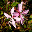 Svíčkovec 'Butterfly Appleblossom' - Gaura lindheimeri 'Butterfly Appleblossom'