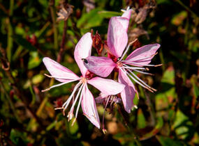 Svíčkovec 'Butterfly Appleblossom' - Gaura lindheimeri 'Butterfly Appleblossom'