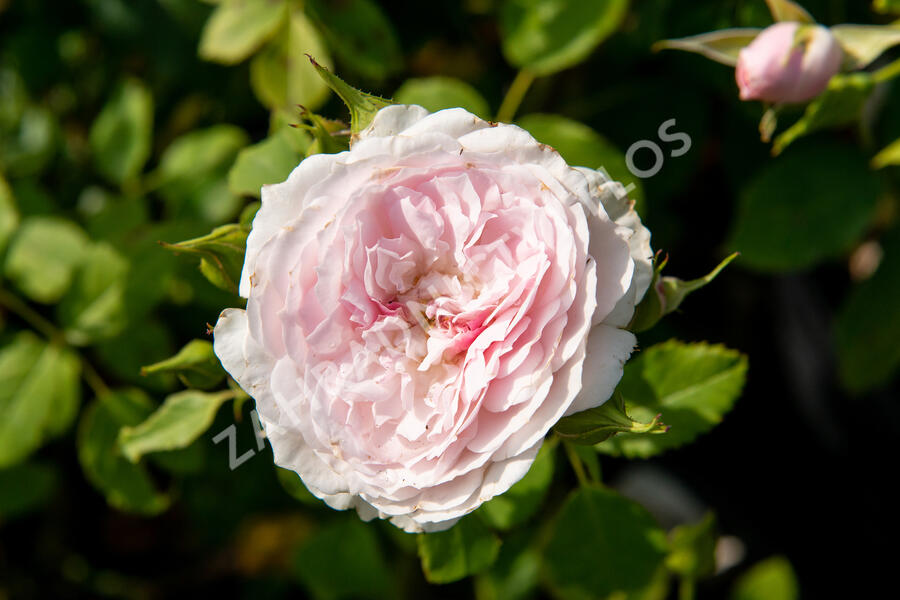 Anglická růže Davida Austina 'Lady Salisbury' - Rosa S 'Lady Salisbury'