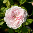 Anglická růže Davida Austina 'Lady Salisbury' - Rosa S 'Lady Salisbury'