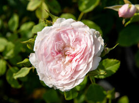 Růže anglická David Austin 'Lady Salisbury' - Rosa S 'Lady Salisbury'