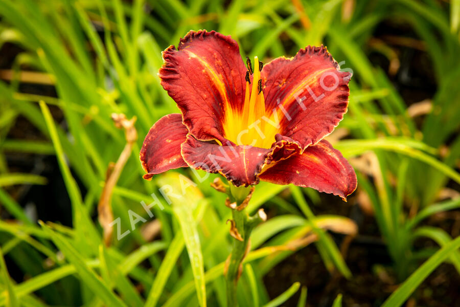 Denivka 'Purplelicious' - Hemerocallis 'Purplelicious'