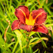 Denivka 'Purplelicious' - Hemerocallis 'Purplelicious'