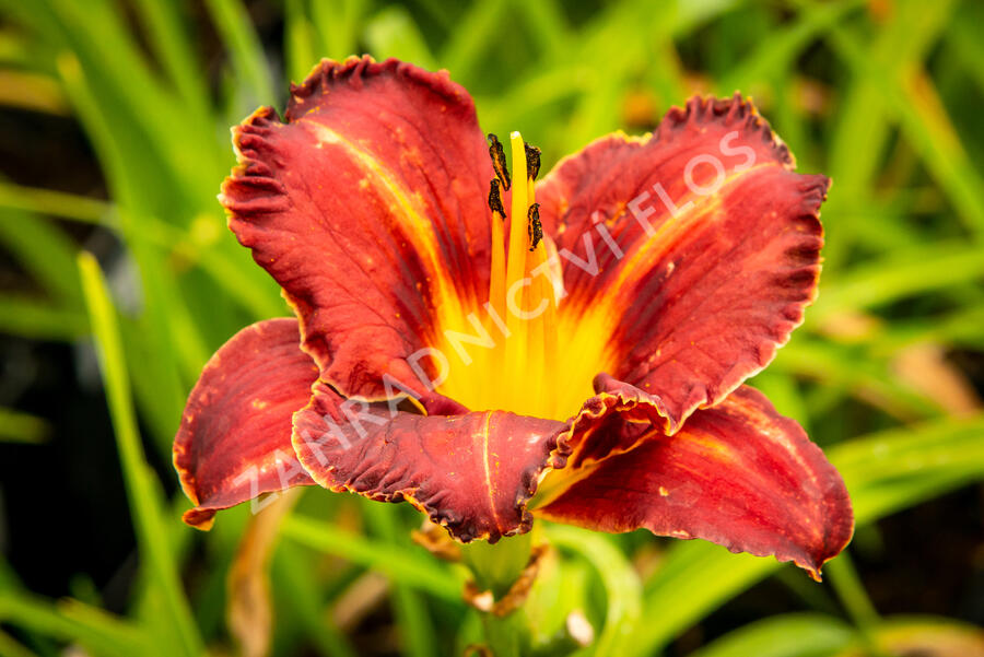 Denivka 'Purplelicious' - Hemerocallis 'Purplelicious'