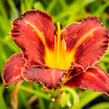 Denivka 'Purplelicious' - Hemerocallis 'Purplelicious'