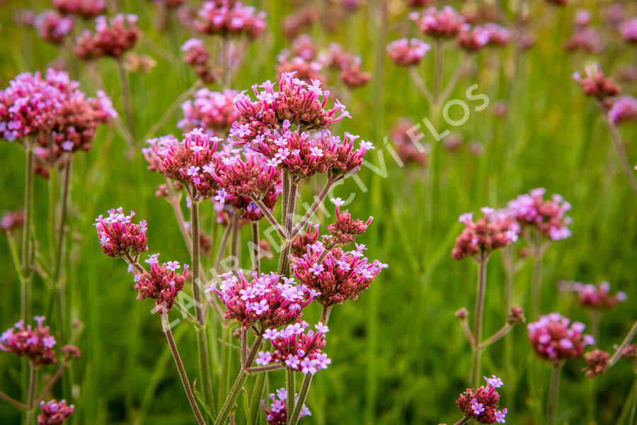 Verbena, sporýš argentinský 'Violetta' - Verbena bonariensis 'Violetta'