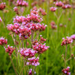 Verbena, sporýš argentinský 'Violetta' - Verbena bonariensis 'Violetta'