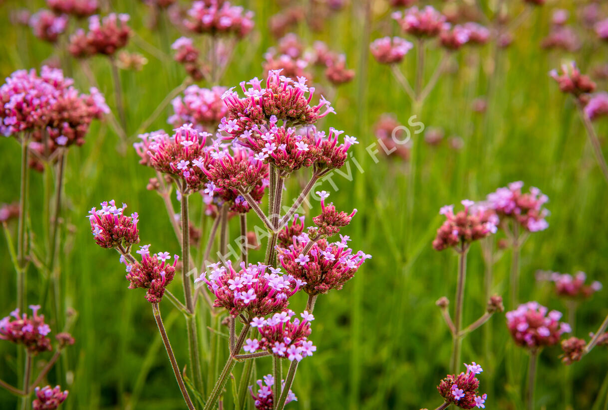 Sporýš argentinský 'Violetta' - Verbena bonariensis 'Violetta'