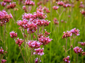 Sporýš argentinský 'Violetta' - Verbena bonariensis 'Violetta'