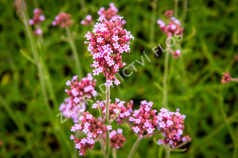 Verbena, sporýš argentinský 'Violetta' - Verbena bonariensis 'Violetta'