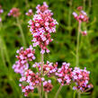 Verbena, sporýš argentinský 'Violetta' - Verbena bonariensis 'Violetta'