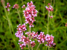 Sporýš argentinský 'Violetta' - Verbena bonariensis 'Violetta'