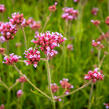 Verbena, sporýš argentinský 'Violetta' - Verbena bonariensis 'Violetta'