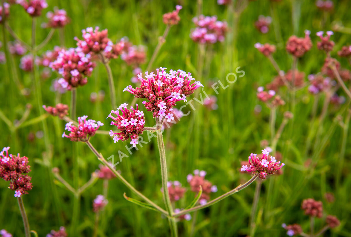 Sporýš argentinský 'Violetta' - Verbena bonariensis 'Violetta'