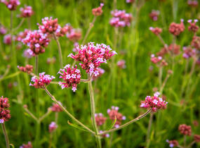 Sporýš argentinský 'Violetta' - Verbena bonariensis 'Violetta'