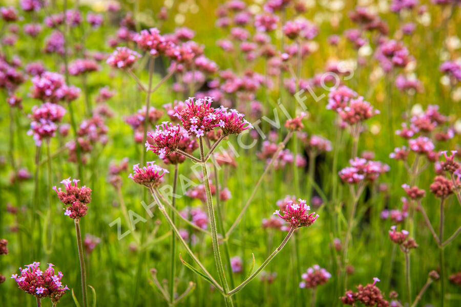 Verbena, sporýš argentinský 'Violetta' - Verbena bonariensis 'Violetta'